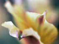 media-image
