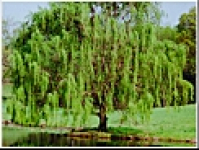 Willow Garage