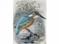 Kingfishers of West Moors