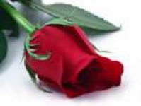 Royal Flowers