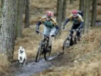 Cannock Chase Bike