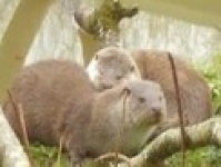 Tamar Otter & Wildlife Centre - Cornwall