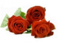 Rose Petal Florists