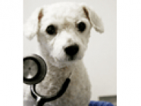 Swan Veterinary Practice