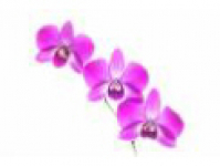 Pink Orchid Hair & Beauty Salon