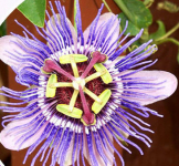 Pearson Nurseries