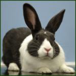 Avenue Veterinary Centre