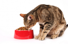 April is National Pet Month – are you a responsible pet owner?