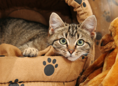 If your pets could choose a holiday, they’d choose Willows, Wags and Whiskers