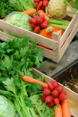 Chemicals and Cancer Risk