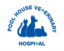 Preparing Your Pet For Party Season!