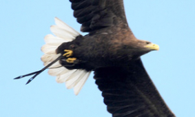 Warwick Castle call off search for Stan the Eagle
