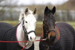 Horse Rugs in Walsall