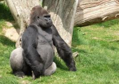 Wonderful opportunity for young children to learn more about the animals at Durrell