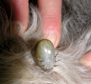 TICKS