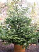Where Will You Buy Your Christmas Tree from in Malvern?