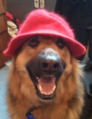 Keeping pets safe this summer