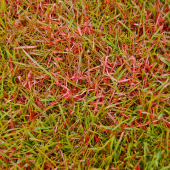 Is Your Lawn Under the Weather?