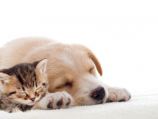 Top Quality Animal Care in Lichfield