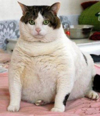 The shocking truth about overweight pets