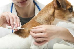 Microchipping - The upcoming legal changes
