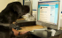 Crime-fighting Dogs Take To Twitter
