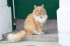 Hamish McHamish- St Andrews' Cat