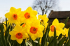 How can you improve your home and garden this spring?