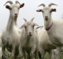 How to Sell.. Goats Testicles!