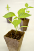 Plant sale at Council Nursery