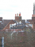 Annual programme to control the urban gull population