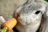 How animal therapy has helped Burnt Oak school’s students