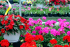 All about Gardening - Lincoln Showground!