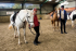 Own a Pony Day!