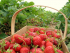 Colebrook Vale - Pick Your Own Fruit