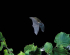 Bat and Owl Night at Royden Park