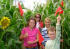 Wistow Maze