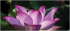 Meditation for Inner Peace at The Letchworth Centre for Healthy Living