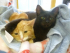 Cats Protection - Open Day