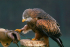 International Centre for Birds of Prey