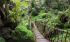Puzzlewood