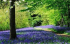 The Bluebells of Trellech Furnace