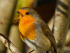 Birds of the Jubilee River