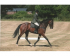 Buckminster Horse Show