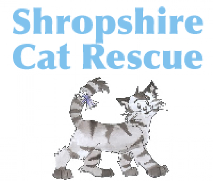 Shropshire Cat Rescue meet Ginger