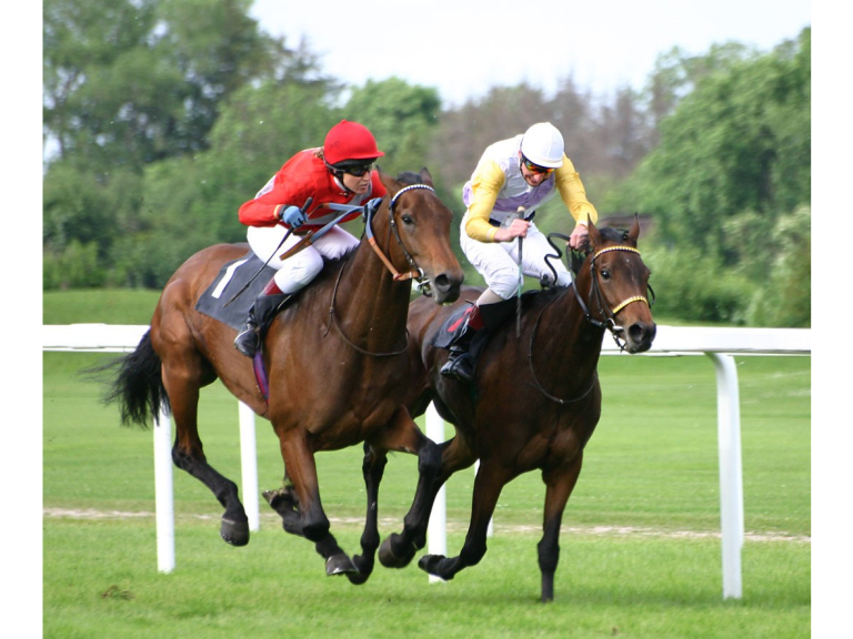 What Role Does a Trainer Play in Preparing a Racehorse for Competitions?