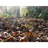 Kickin' up the Autumn Leaves – looking for fungi, feeling groovy!