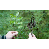 Ash dieback is now a fact of life  - Sussex Wildlife Trust