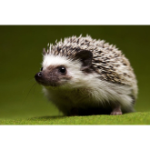 Local Wildlife charity braces for 'hedgehog tsunami'
