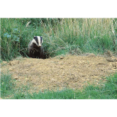 Fascinating Facts about Badgers